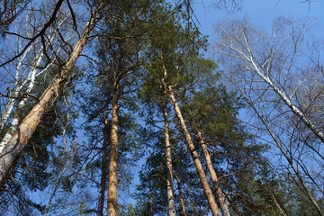 Early spring in the forest. Pine trees with green needles, and bare birches on the background of clear blue sky.