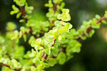 Elephant bushes, Portulacaria afra