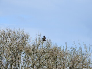 The bird flies over the canopy of trees
