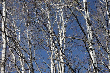 bare white birch trees against a blue sky