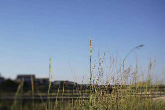 Beach Grass At  Pawleys Island, South Carolina