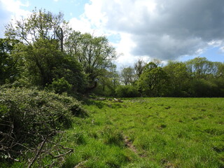 Open green area, trees and pieces of felled trees on the grass