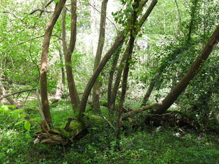 A tree with a horizontal trunk and vertical large branches