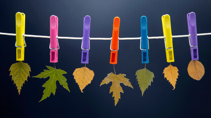 autumn dry leaves hang on colored clothespins
