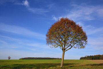 A slate deciduous tree stands in front of fields and a blue sky in autumn
