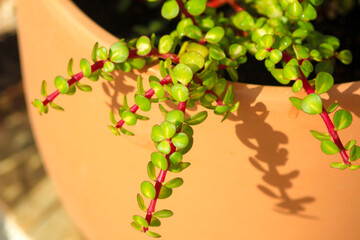 Elephant bushes, Portulacaria afra