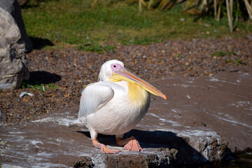 Familia de pelícanos