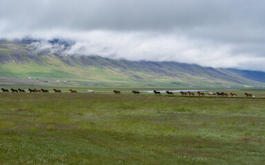 Sheep grazing in green valley beneath mountains under low clouds in Iceland