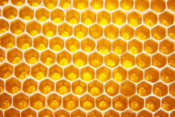 fresh bee honey in a honeycomb on the light close-up. vitamin natural food. texture and background