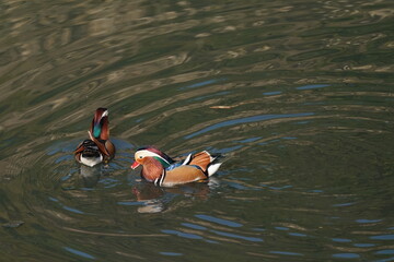 mandarin duck in the pond
