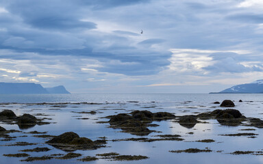 Seagulls soaring above calm shoreline and serene blue waters under overcast sky in...