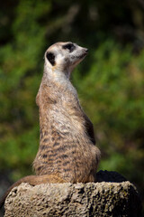 Una mirada a lo lejos