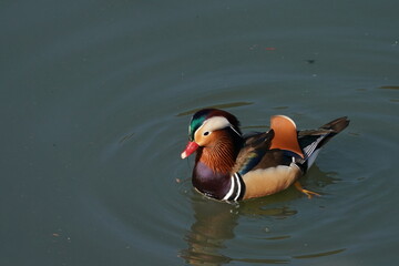 mandarin duck in the pond