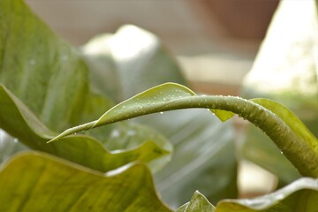 lily of the valley in garden