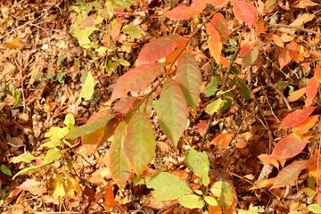 Fall Leaves