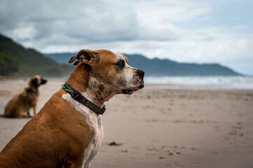 Fototapeta na wymiar Dog on Beach