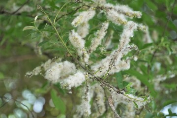 White Marabou Powder Puff Feathers