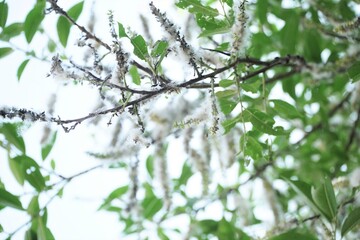 White Marabou Powder Puff Feathers