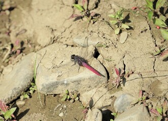 Dragonfly