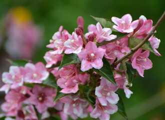 Weigela blooms in the garden.
