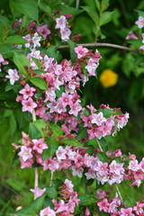 Weigela blooms in the garden.