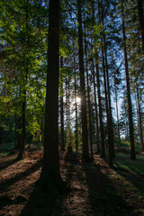 Forest and sun shining through the trees, Sumava national park, Czech republic