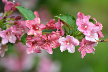 Weigela blooms in the garden.