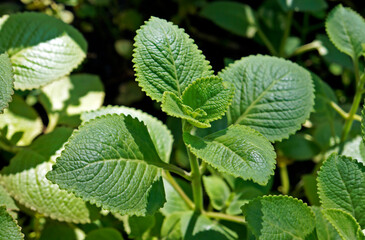 Cuban Oregano, Indian borage, Indian mint, Mexican mint, Mexican oregano or Spanish thyme (Plectranthus amboinicus). Medicinal herb.
