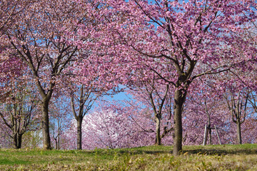 Obraz premium 北海道の桜