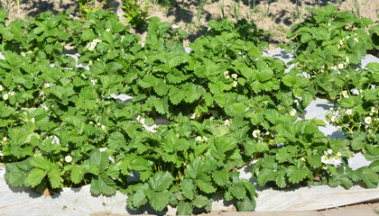 Growing strawberries using white agrofiber
