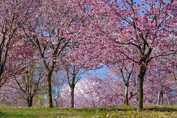 Fototapeta premium 北海道の桜