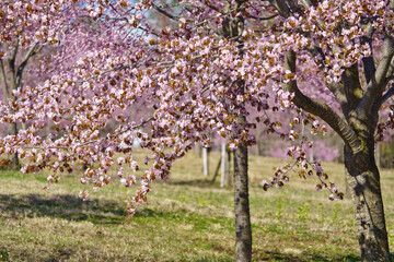北海道の桜