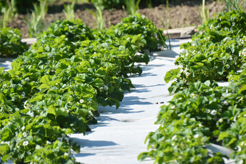 Growing strawberries using white agrofiber
