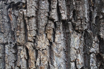 tree texture