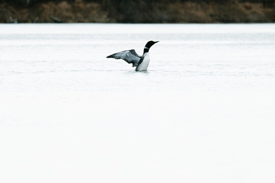 Side view of a Common Loon flapping its wings above the water - Powered by Adobe