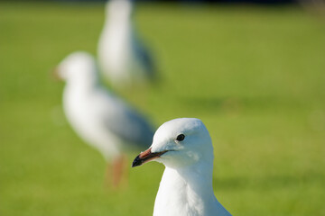 Closeup shot of a seagull on green grass