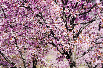 北海道の桜