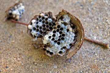 Wasp nest lying on the ground