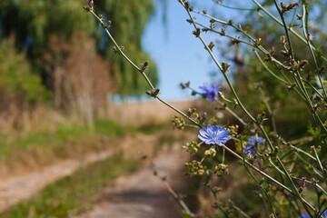 wild flowers of Common chicory enjoy beautiful summer sun dawn on a dirt road side, popular and efficient medicinal herb, blurred floral background pattern