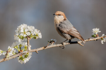 A Brown-headed Nuthatch perched on a Plum Branch