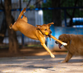Dog jumping to catch the ball in the air