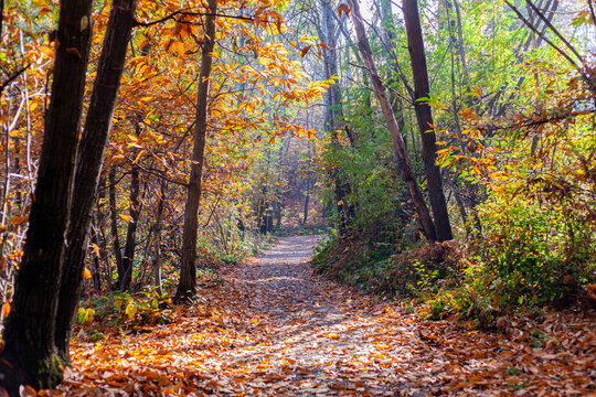 Un sentiero nel bosco durante l'autunno, con colori accesi e caldi