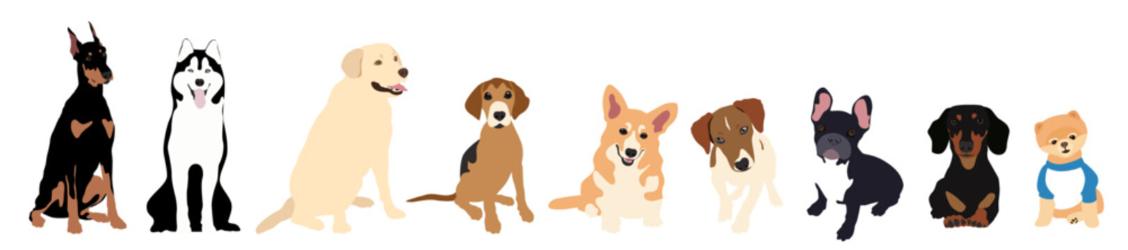 Vector image. The picture shows how dogs are drawn by hand with a seated pose of different breeds, such as Labrador Retriever, Pomeranian, Doberman, Corgi, Beagle, Jack Russell, French Bulldog, Husky.