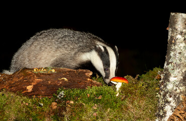 Badger (Scientific name: Meles meles) Wild, Eurasian badger foraging in woodland at night-time with red Fly Agaric Toadstool and green moss.  Horizontal.  Space for copy. © Moorland Roamer