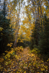 Trapper's trail in Lake Superior Provincial Park, Ontario on a rainy day
