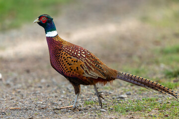 Pheasant (Scientific name: Phasianus Colchicus) Colourful male Ring-necked or common pheasant in natural field margin habitat.  Horizontal, space for copy