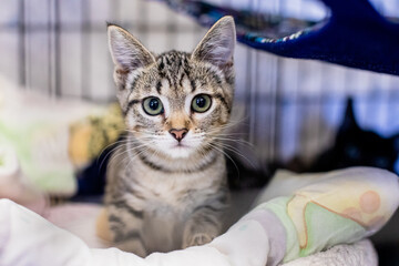 Cute and Adorable Kitten and Cat Portrait with Behavior and Pers