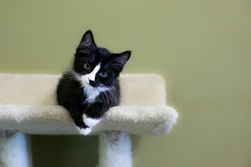 Cute and Adorable Kitten and Cat Portrait with Behavior and Pers