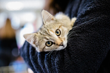Cute and Adorable Kitten and Cat Portrait with Behavior and Pers - obrazy, fototapety, plakaty