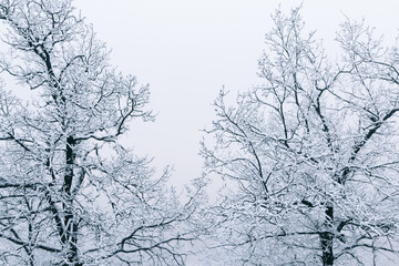 Fototapeta na wymiar Snow covered tree branches. Snowy winter landscape.